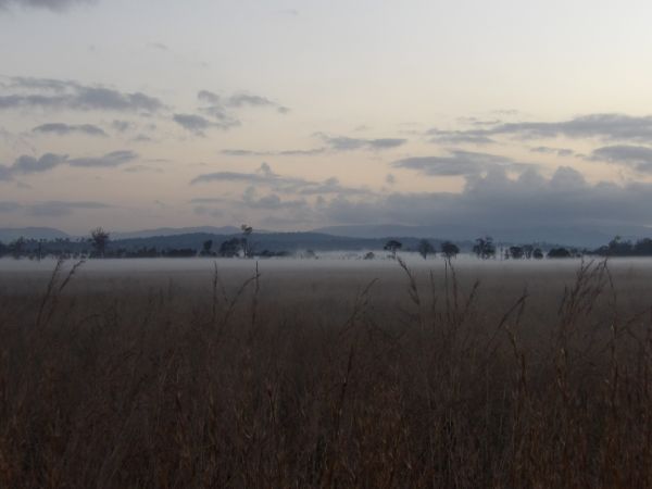 Early dawn section of a field with tall brown dried grass, with trees in the distance poking through a thick layer of fog spread across the ground.